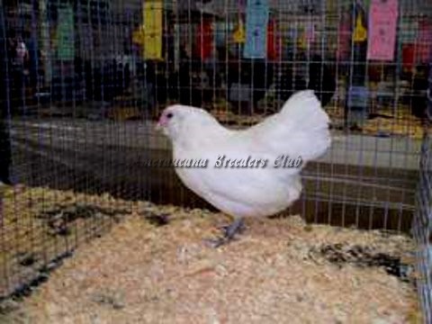 RB BV White bantam P out of trio by Jerry DeSmidt